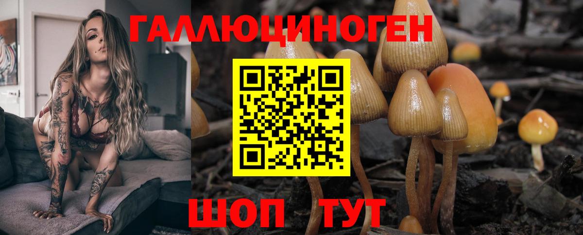 Выкса  Галлюциногенные грибы Psilocybine cubensis  Вход с VPN 